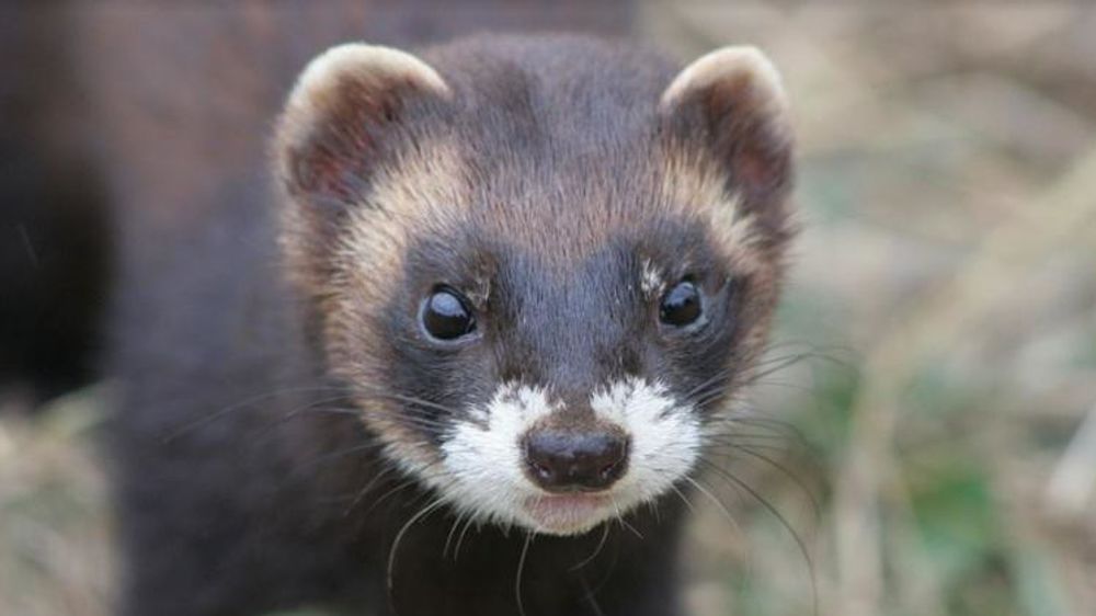 Quatre espèces sont déclassées Esod dans certains départements et l’une l’est sur l’ensemble du territoire, depuis une décision du Conseil d’État. © Pixabay